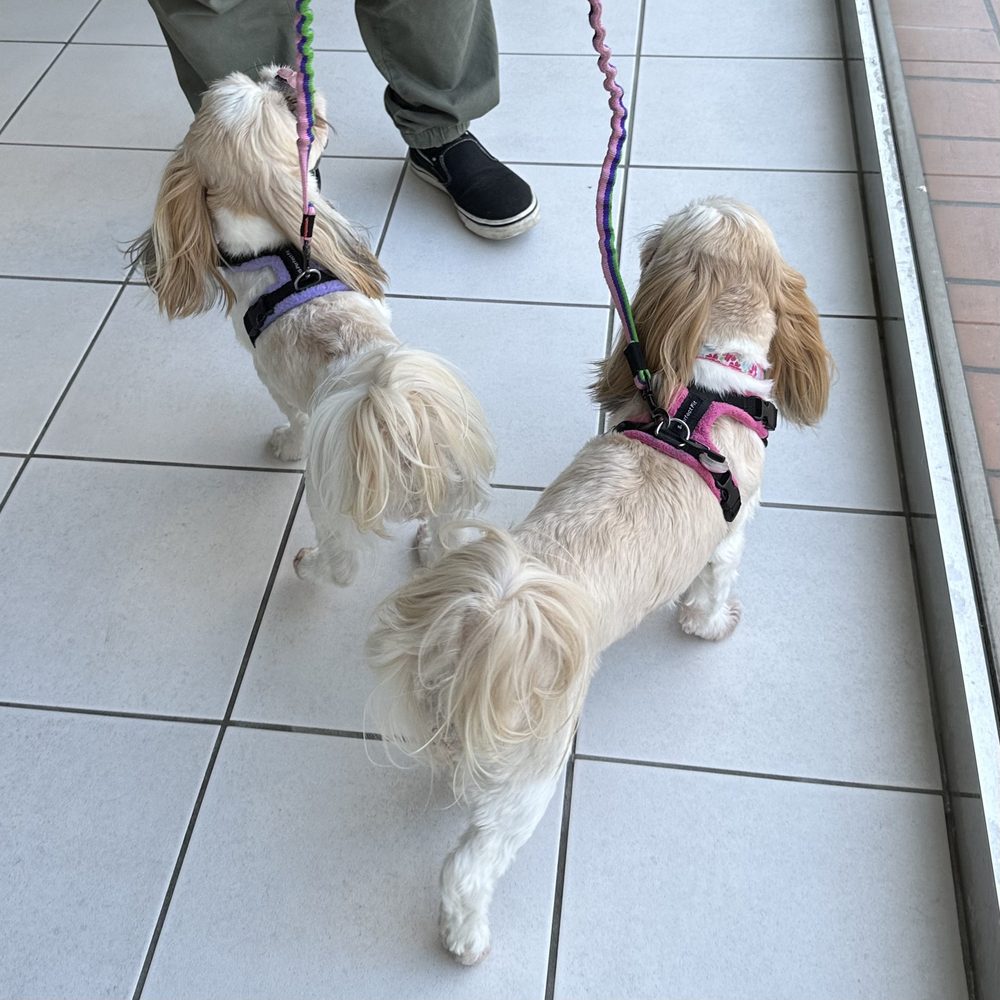 ハーネスを着けてお散歩する2頭の犬