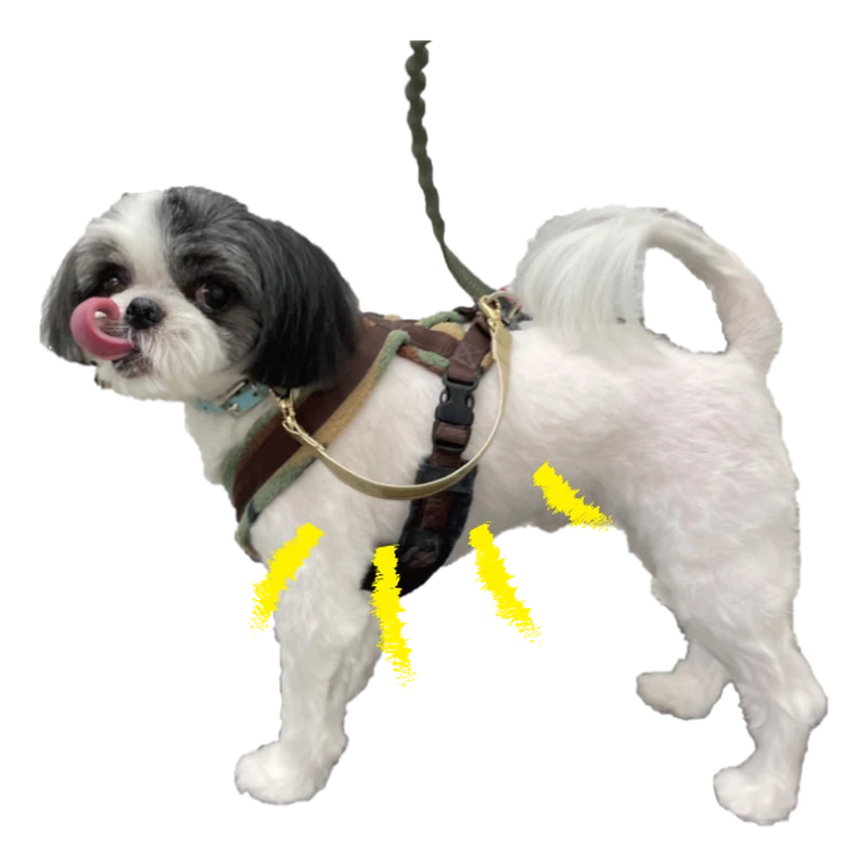 リードで首輪とハーネスをつないだ犬